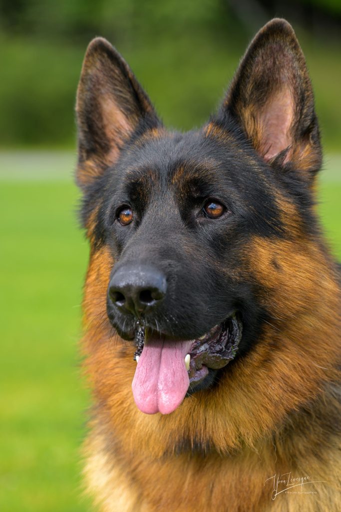About GSD Kennel